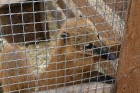 2009. gadā mini zoo „Dobuļi”  saņēma titulu kā ģimenei draudzīgākā vieta Zemgalē 20