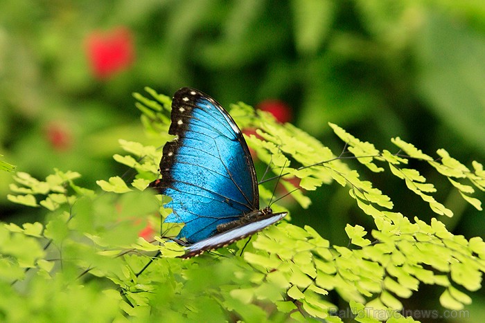 Mariposario del Drago tauriņu dārzā ir iespējams apskatīt visdažādāko šķirņu tauriņus -www.novatours.lv 70177