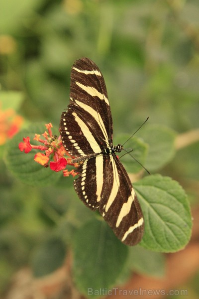 Mariposario del Drago tauriņu dārzā ir iespējams apskatīt visdažādāko šķirņu tauriņus - www.novatours.lv 70185