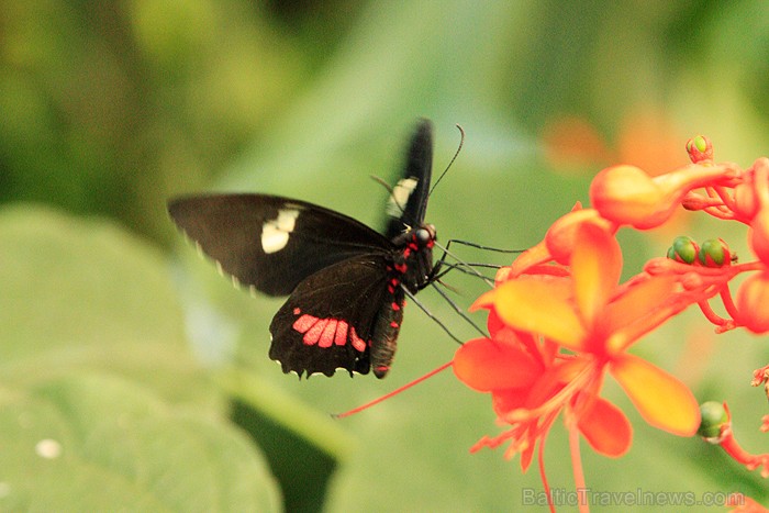 Mariposario del Drago tauriņu dārzā ir iespējams apskatīt visdažādāko šķirņu tauriņus - www.novatours.lv 70190