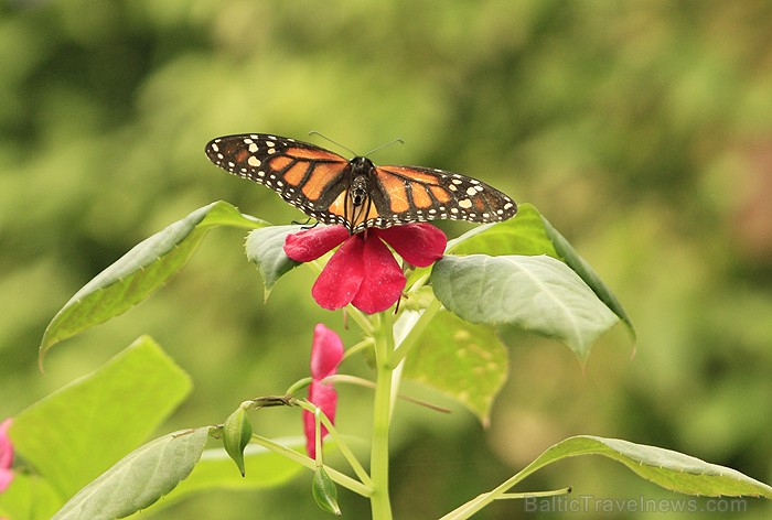 Mariposario del Drago tauriņu dārzā ir iespējams apskatīt visdažādāko šķirņu tauriņus - www.novatours.lv 70194