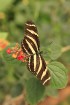 Mariposario del Drago tauriņu dārzā ir iespējams apskatīt visdažādāko šķirņu tauriņus - www.novatours.lv 10