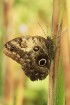 Mariposario del Drago tauriņu dārzā ir iespējams apskatīt visdažādāko šķirņu tauriņus 12