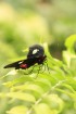 Mariposario del Drago tauriņu dārzā ir iespējams apskatīt visdažādāko šķirņu tauriņus 9