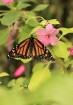 Mariposario del Drago tauriņu dārzā ir iespējams apskatīt visdažādāko šķirņu tauriņus 13