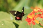 Mariposario del Drago tauriņu dārzā ir iespējams apskatīt visdažādāko šķirņu tauriņus - www.novatours.lv 14