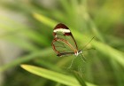 Mariposario del Drago tauriņu dārzā ir iespējams apskatīt visdažādāko šķirņu tauriņus 23