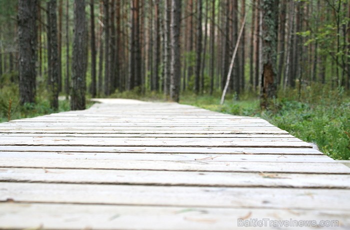 Iepazīsti dabas skaistumu Igaunijas dabas izpētes takā - Rannametsa-Tolkuse. Vairāk www.visitestonia.com 80447