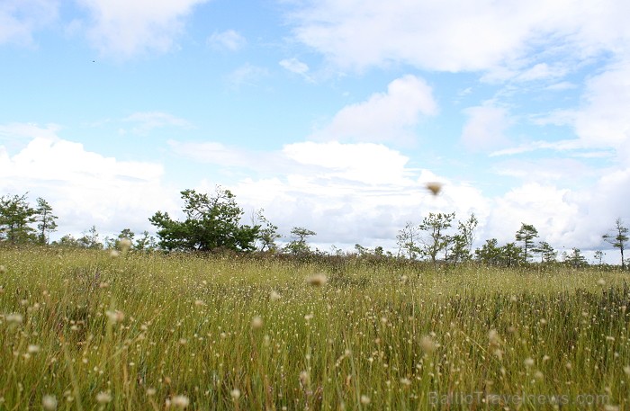 Iepazīsti dabas skaistumu Igaunijas dabas izpētes takā - Rannametsa-Tolkuse. Vairāk www.visitestonia.com 80451