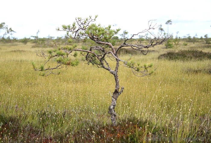 Iepazīsti dabas skaistumu Igaunijas dabas izpētes takā - Rannametsa-Tolkuse. Vairāk www.visitestonia.com 80453