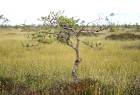 Iepazīsti dabas skaistumu Igaunijas dabas izpētes takā - Rannametsa-Tolkuse. Vairāk www.visitestonia.com 20