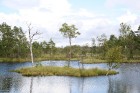 Iepazīsti dabas skaistumu Igaunijas dabas izpētes takā - Rannametsa-Tolkuse. Vairāk www.visitestonia.com 22
