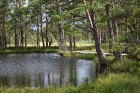 Iepazīsti dabas skaistumu Igaunijas dabas izpētes takā - Rannametsa-Tolkuse. Vairāk www.visitestonia.com 24