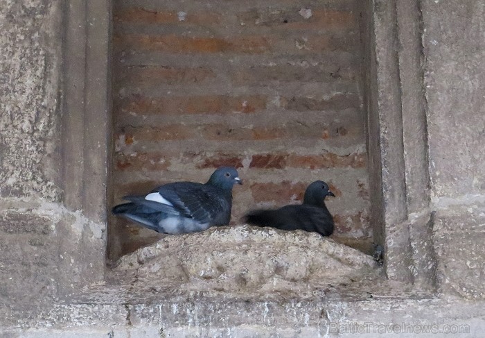 Albi ir senā bīskapa pilsēta, kas atrodas Tulūzā (Francija). Gandrīz visas tās ēkas ir celtas no sarkana ķieģeļa. Slavenākā no tām ir Sainte-Cécile ka 91997