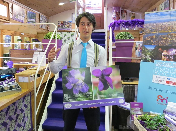 Francijas pilsētas Tulūza simbols ir vijolīte. Šo puķi te kultivē jau 150 gadus un izmanto diezgan neparastā veidā: ražo ievārījumus, liķierus, dekoru 93786