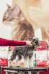 Dino Zoo arēnā notikusi Latvijas šnauceru kluba izstāde 8