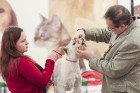 Dino Zoo arēnā notikusi Latvijas šnauceru kluba izstāde 11