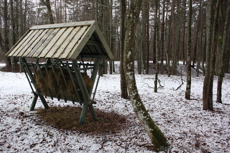 Turpat Sajūtu parkā ir izvietotas arī stirnu barotavas 115267