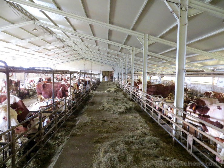 Travelnews.lv iepazīst franču sieru fermu Saint-Nectaire Overņas reģionā 123268