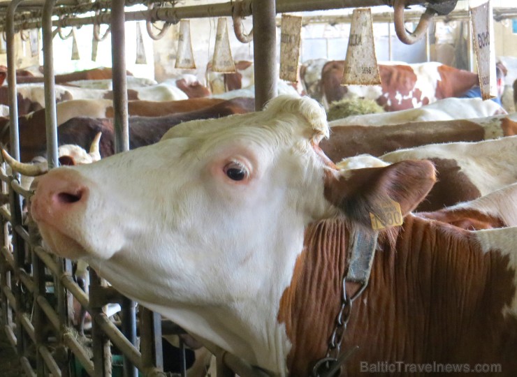 Travelnews.lv iepazīst franču sieru fermu Saint-Nectaire Overņas reģionā 123269