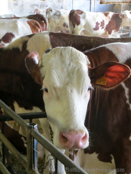 Travelnews.lv iepazīst franču sieru fermu Saint-Nectaire Overņas reģionā 123270