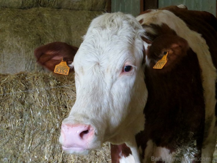 Travelnews.lv iepazīst franču sieru fermu Saint-Nectaire Overņas reģionā 123273