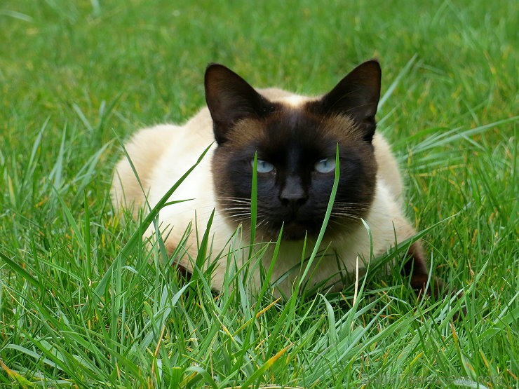 13. gadsimta pils Saint Saturnin gaida romantisku ceļojumu meklētājus www.chateaudesaintsaturnin.com 124834