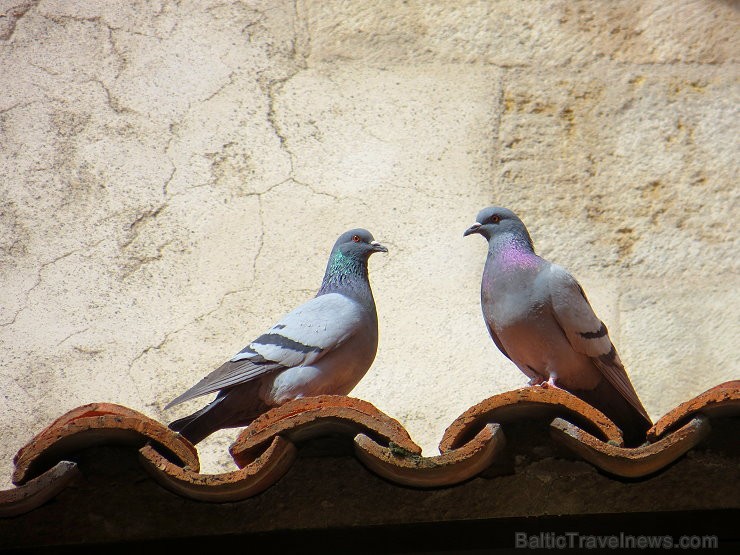 Travelnews.lv atklāj Overņas reģiona noslēpumus tās galvaspilsētā Klermonferānā 125504