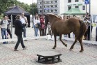 Mazās Kalna ielas skvērā noticis pasākums «Latvijas zirgi senāk un tagad» 18
