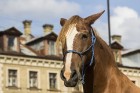 Old Mazā Kalna Street Market holds an event «Latvian horses then and now»