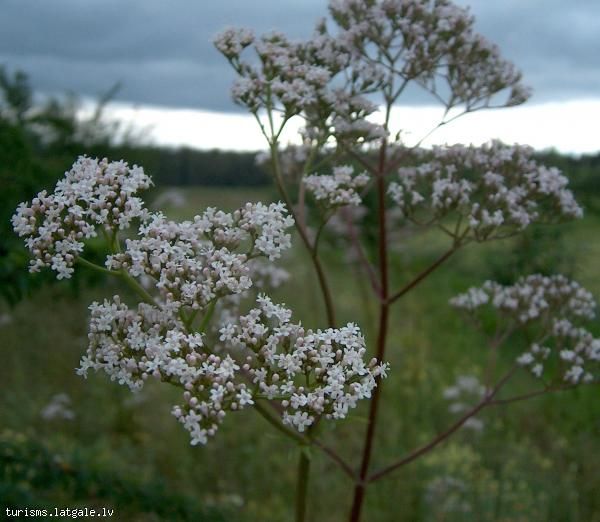 Zemnieku-saimnieciba-Kurmisi 